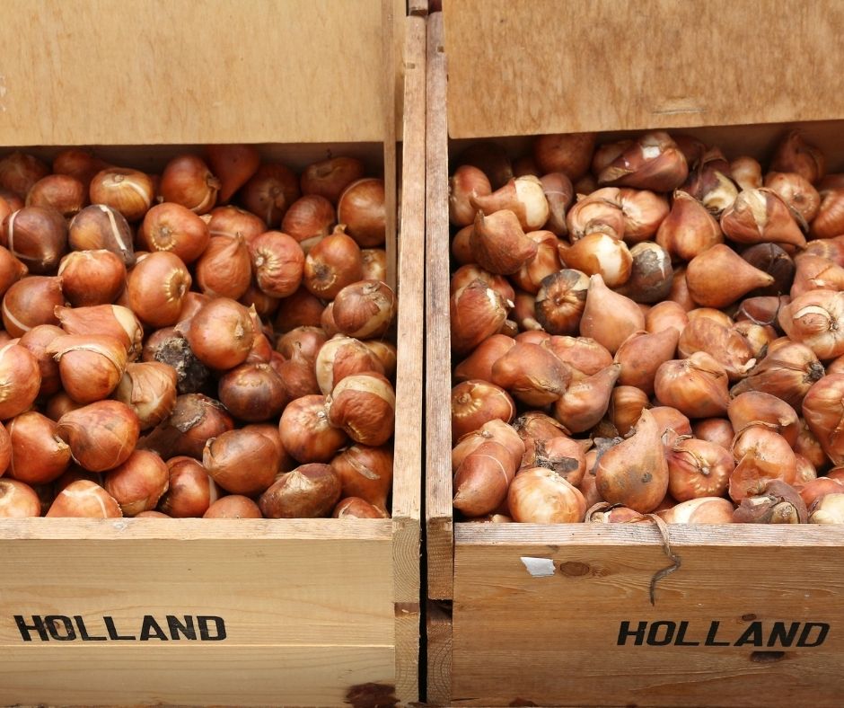 How Long Can Tulip Bulbs Be Stored