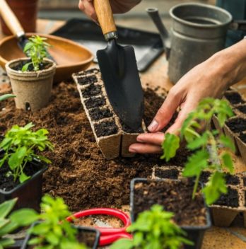 How Many Basil Plants Per Pot