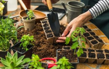 How Many Basil Plants Per Pot