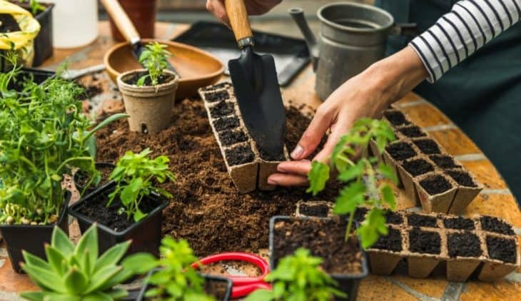 How Many Basil Plants Per Pot