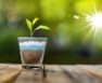 How To Add Phosphorus To Soil Naturally