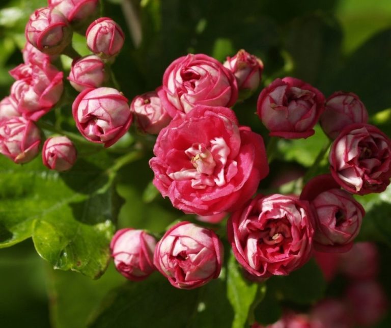 Another Name For Flowering Quince