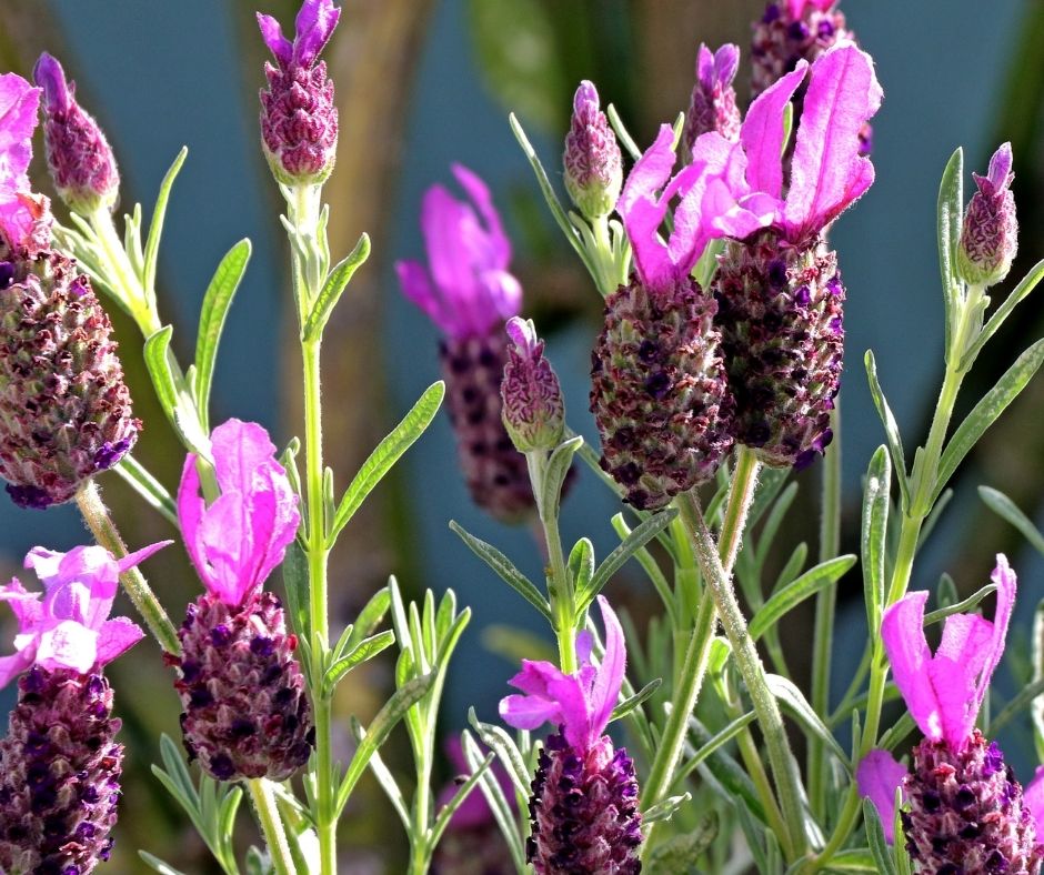 How To Care For Spanish Lavender