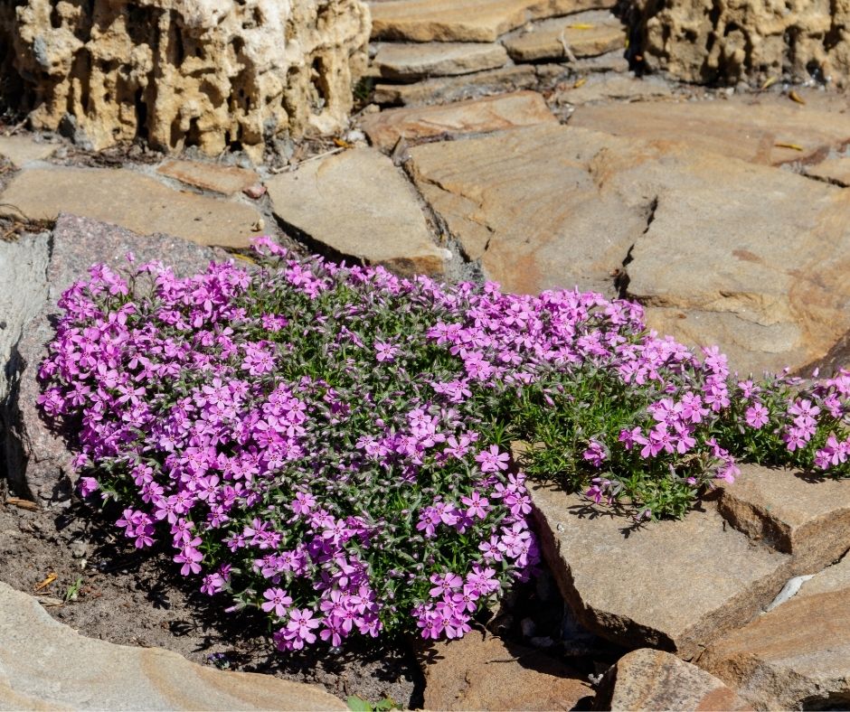 How To Propagate Creeping