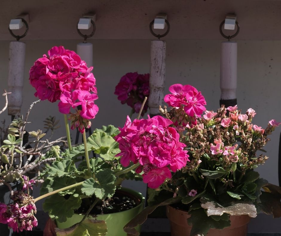 How To Prune Geraniums In Pots