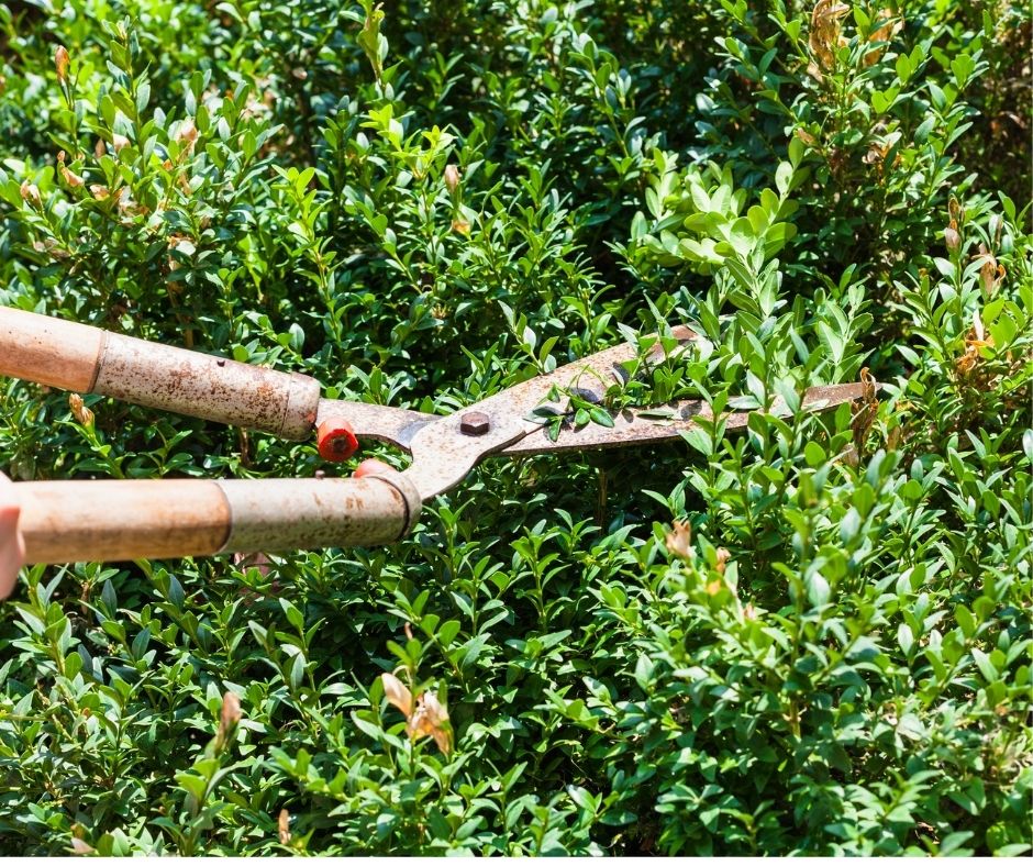 How To Trim A Boxwood Bush Grower Today   How To Trim A Boxwood Bush 