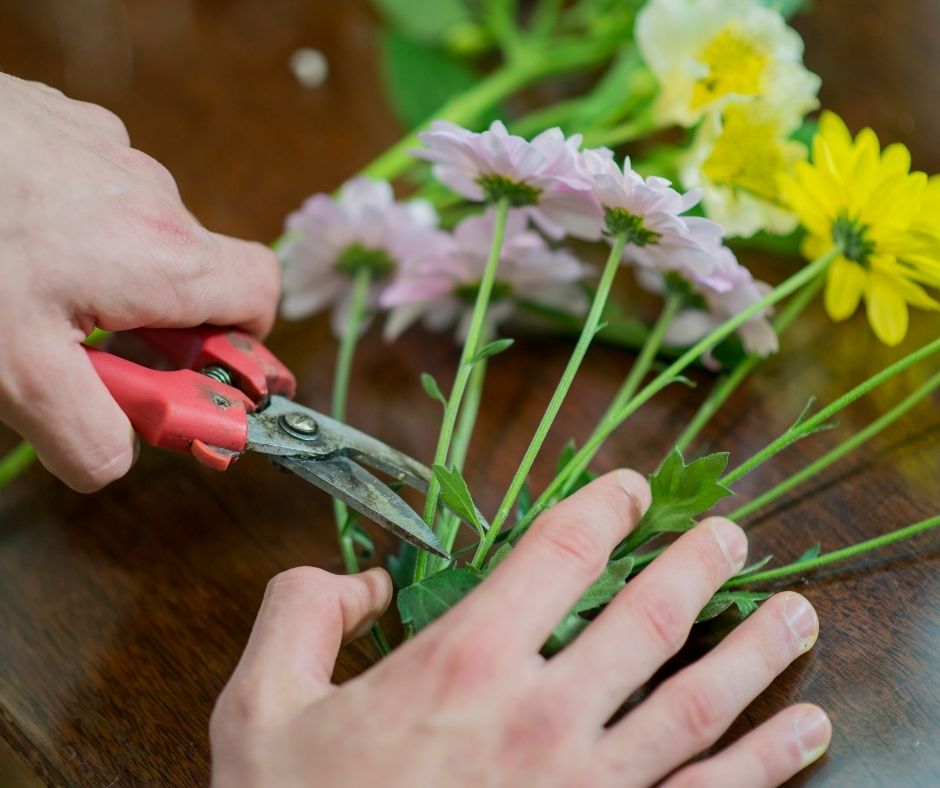 How To Trim Gerbera Daisies