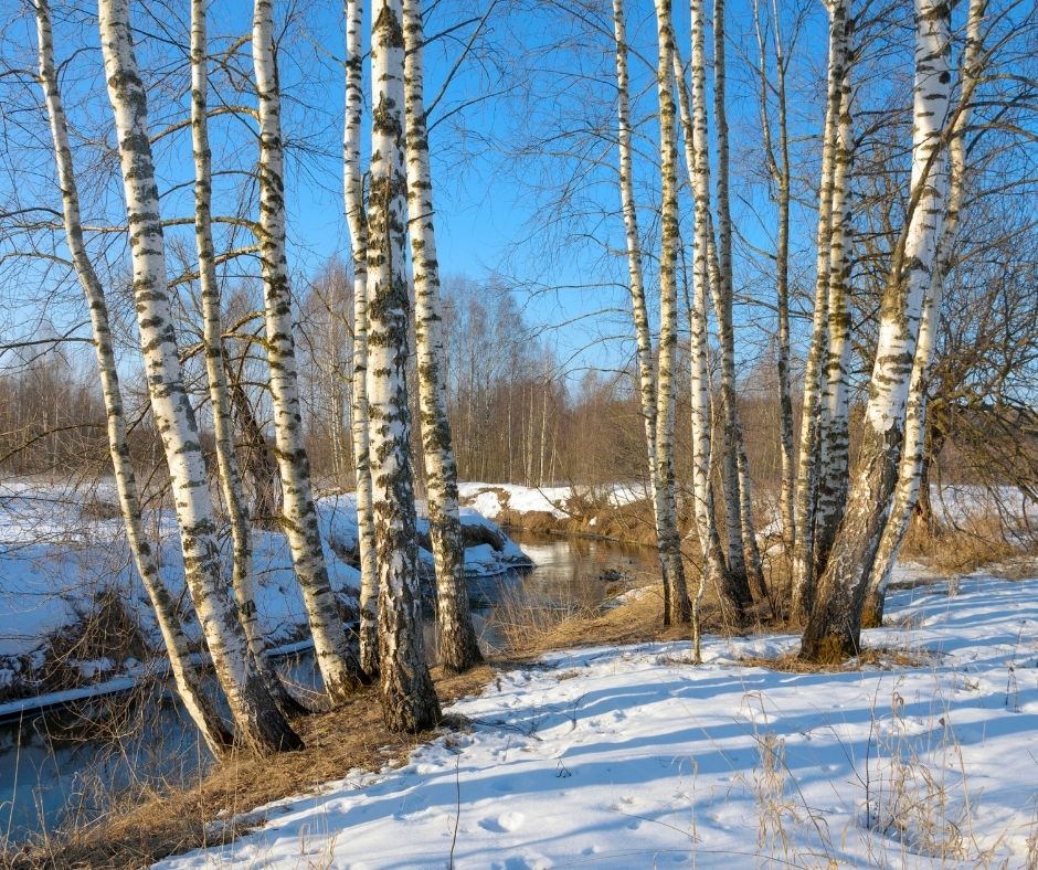 How To Trim River Birch