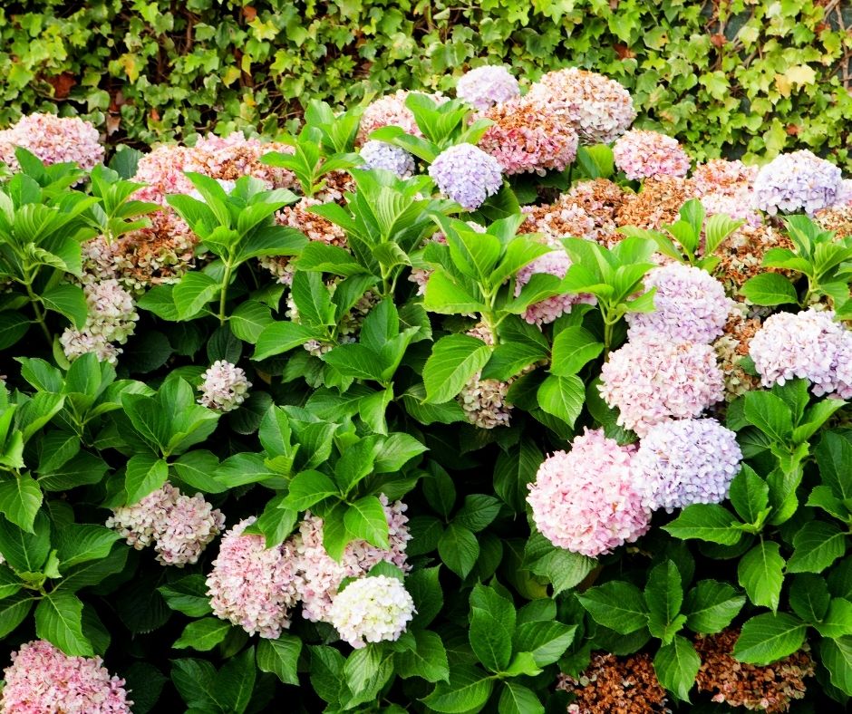 Hydrangea Stems Stronger