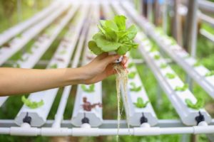 Hydroponic Nutrient Chart For Vegetables – Helpful Guide To Follow