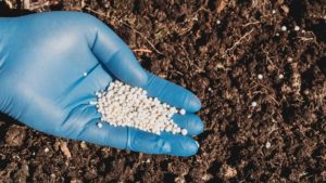 Is Nitrogen Organic Or Inorganic – A Deeper Look