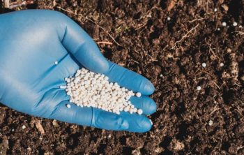 Is Nitrogen Organic Or Inorganic – A Deeper Look