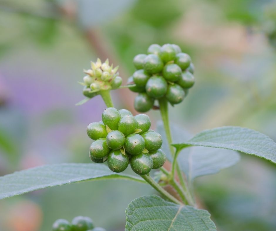 Lantana From Seeds