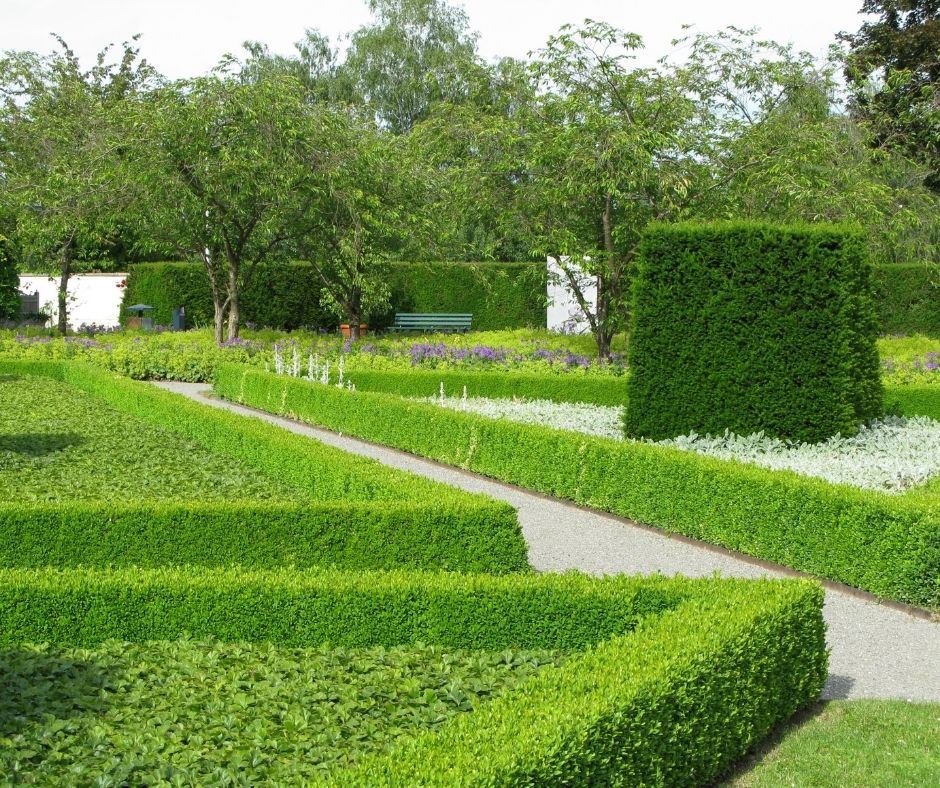 How To Make A Boxwood Hedge