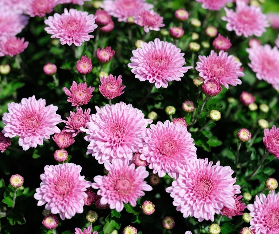 Make Mums Bloom