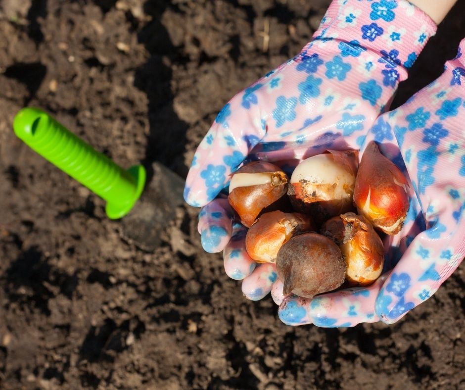 how-late-can-you-plant-tulips-grower-today