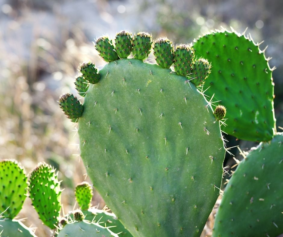 Propagate Cactus Pads