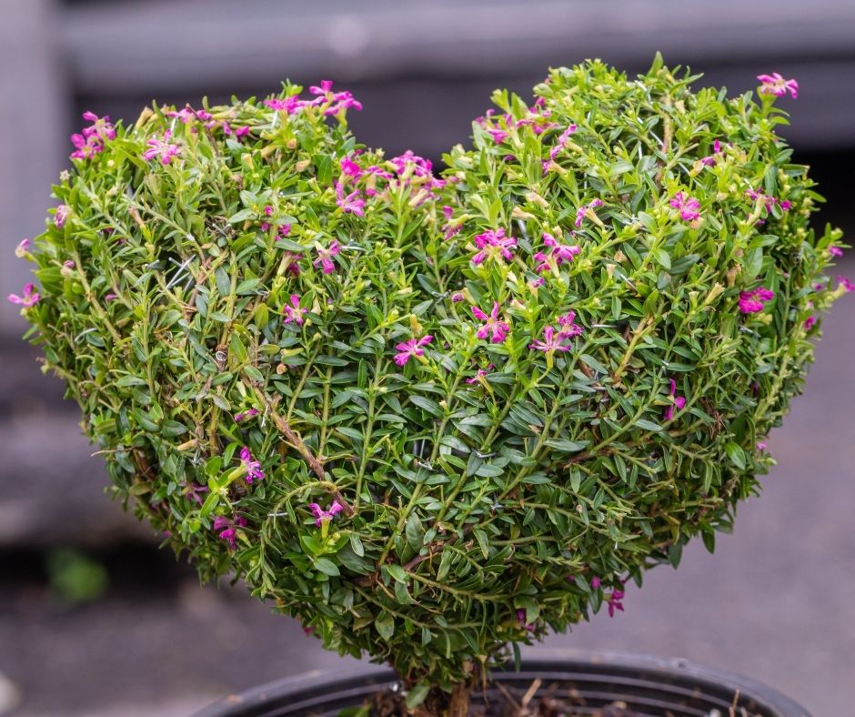 Prune Mexican Heather