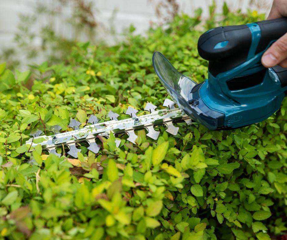 Prune a Spirea