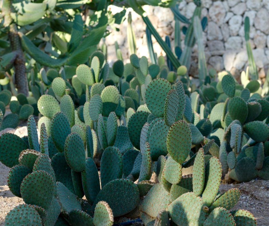 Rid Of Cactus In Yard