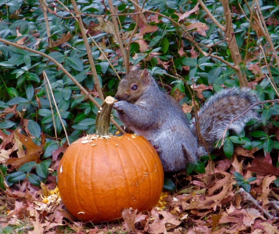 How To Keep Squirrels Away From Carved Pumpkins