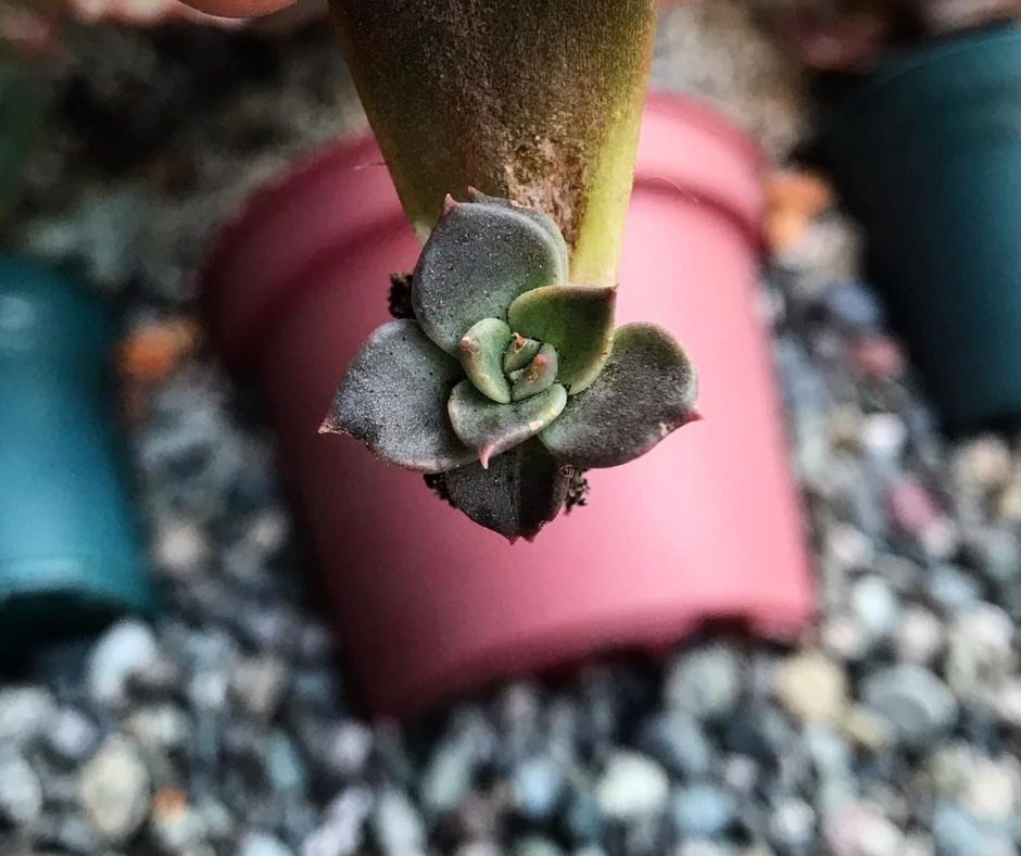 Succulent Back To Life