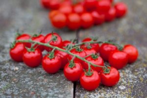 Top 5 Cherry Tomato Varieties Chart - Grower Today