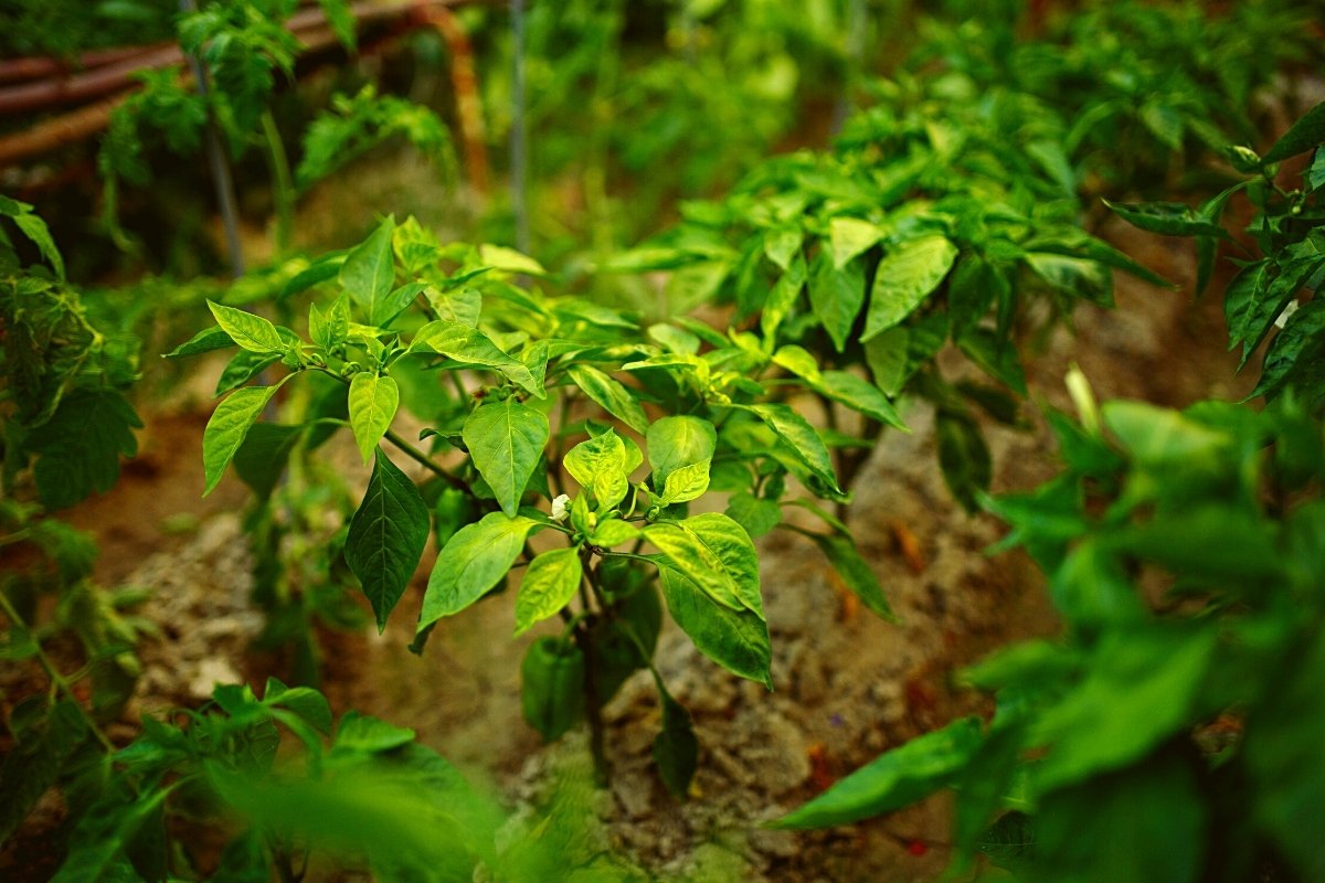 The Correct Spacing Between Pepper Plants