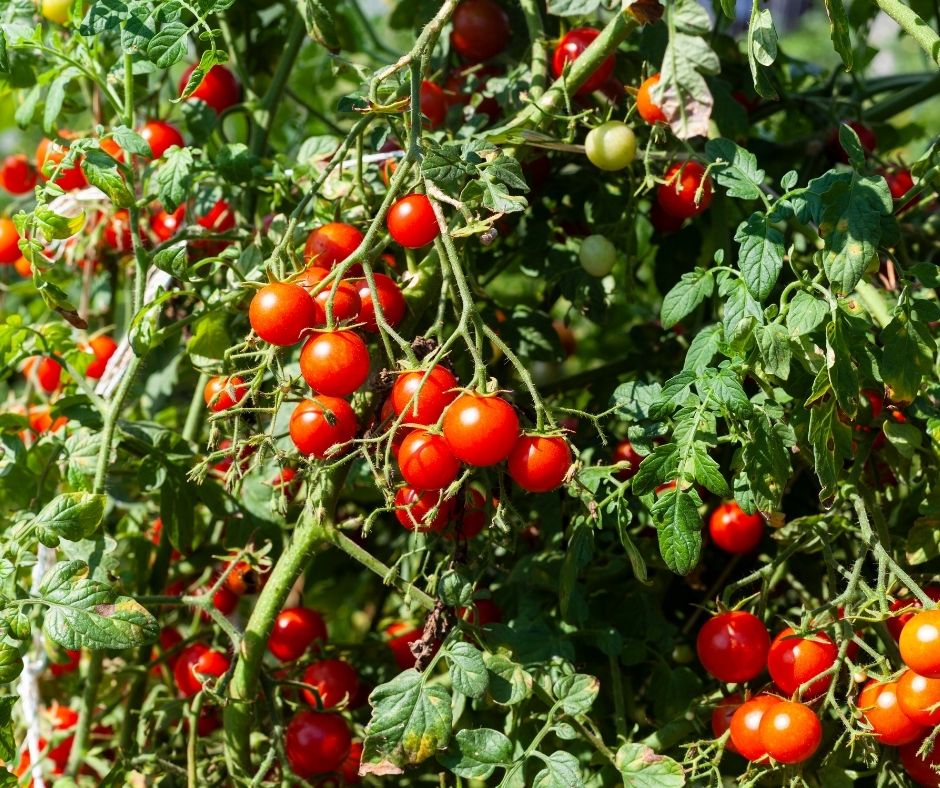 Tomatoes In Southern California