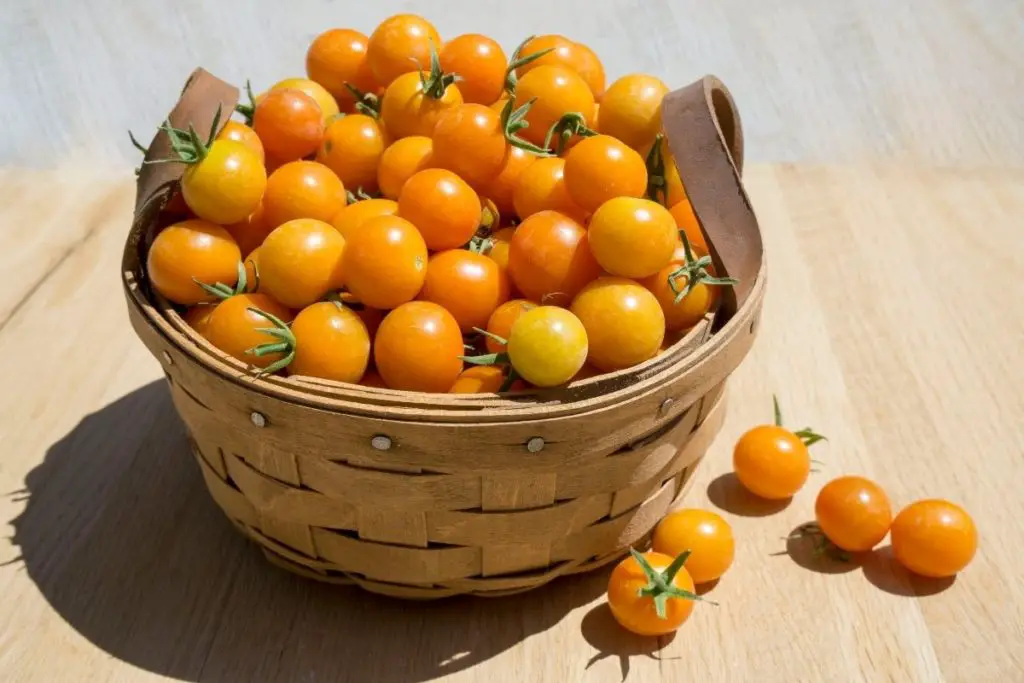 Top 5 Cherry Tomato Varieties Chart Grower Today