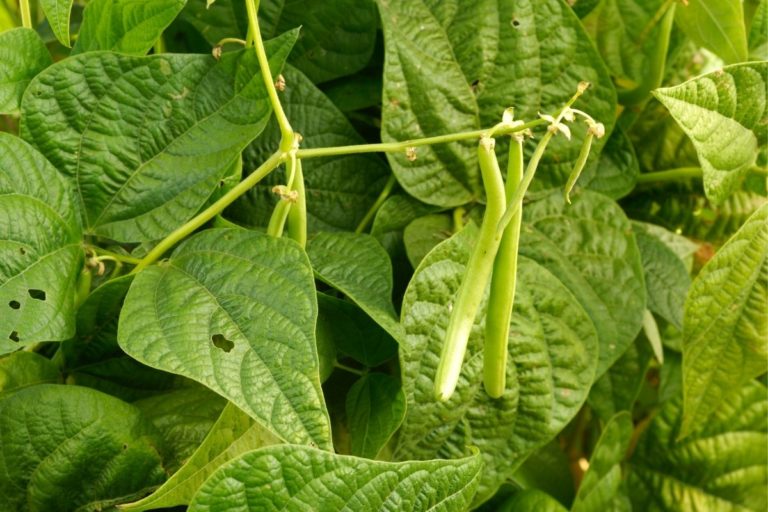 Top Best String-Less Green Beans To Grow - Grower Today