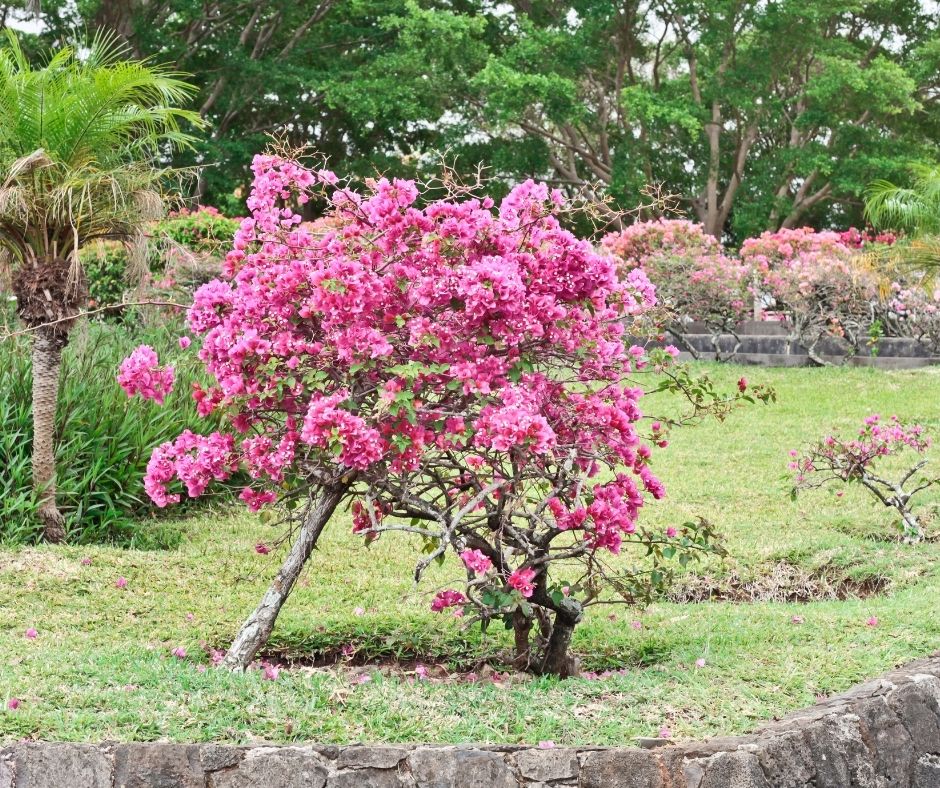 Train A Bougainvillea Into A Tree