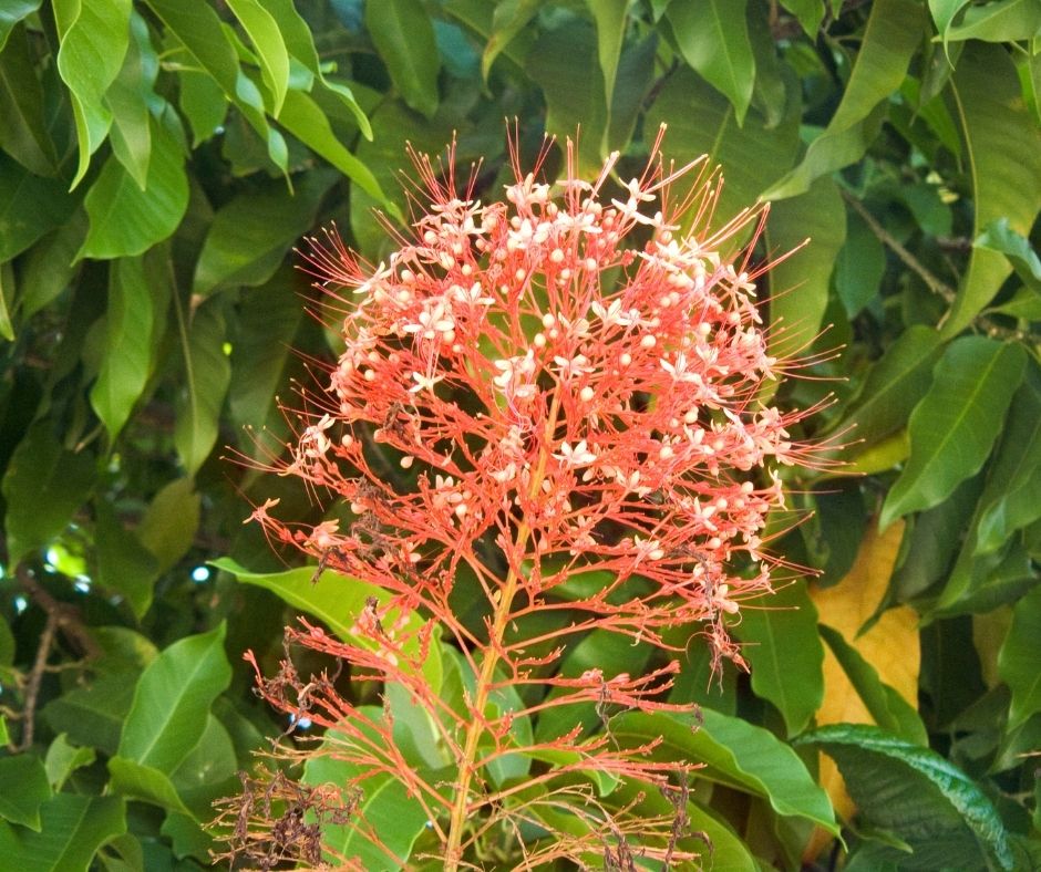 Transplant A Pagoda Plant