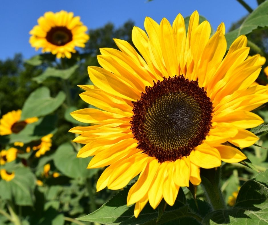 Transplant a Sunflower