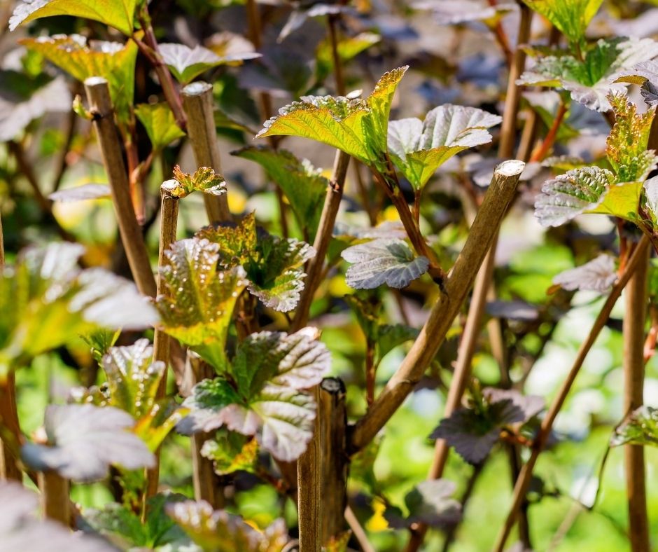 Trim A Smoke Bush