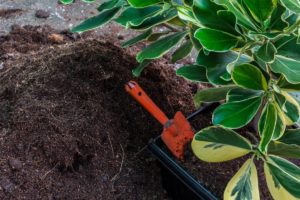 Using Mushroom Soil For Gardens