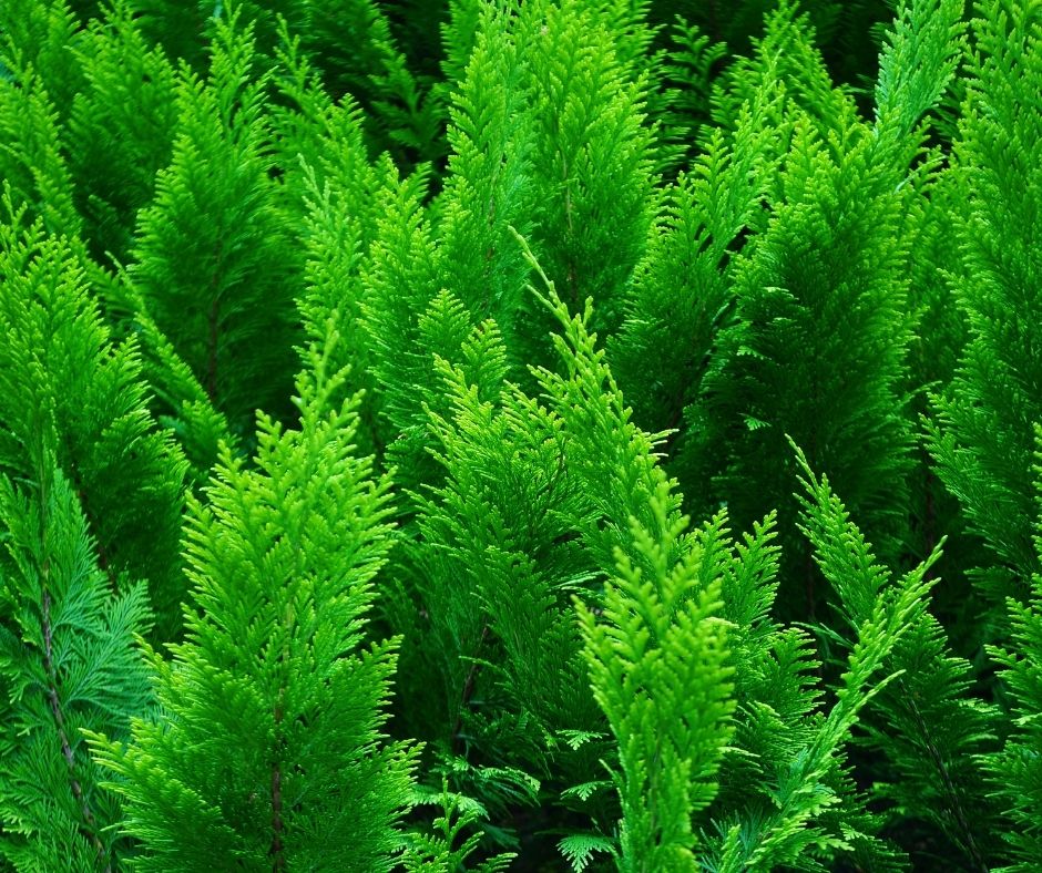 Water Arborvitae