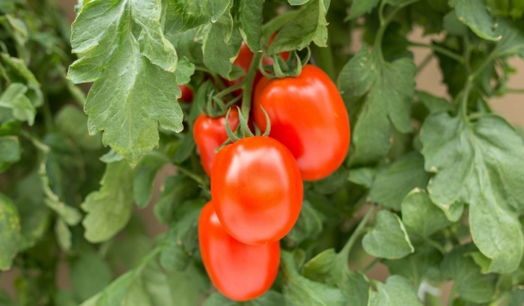 What Does A Plum Tomato Look Like? - Grower Today