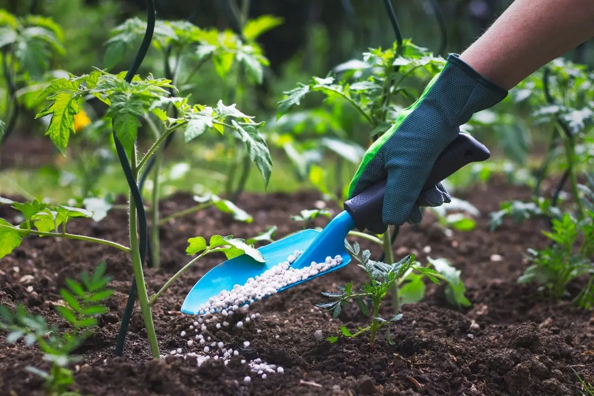 When To Fertilize Tomatoes Plants