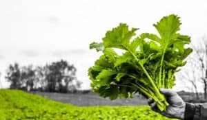 When To Harvest Broccoli Rabe