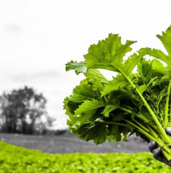 When To Harvest Broccoli Rabe