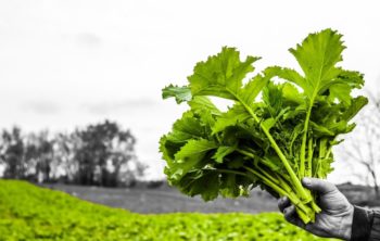 When To Harvest Broccoli Rabe