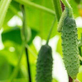 Why Are My Cucumbers Prickly