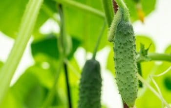 Why Are My Cucumbers Prickly