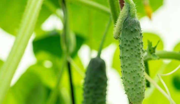 Why Are My Cucumbers Prickly