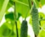 Why Are My Cucumbers Prickly