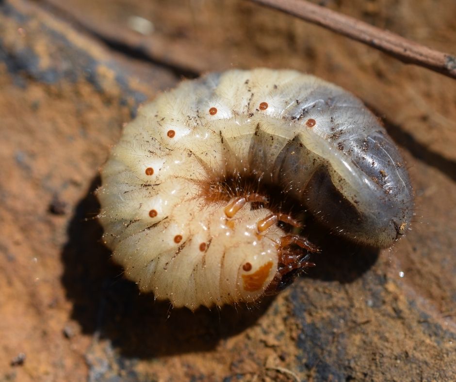 How To Know If You Have Grubs? - Grower Today