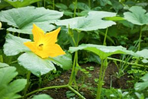 Can You Eat Cross Pollinated Squash - Yes Or No