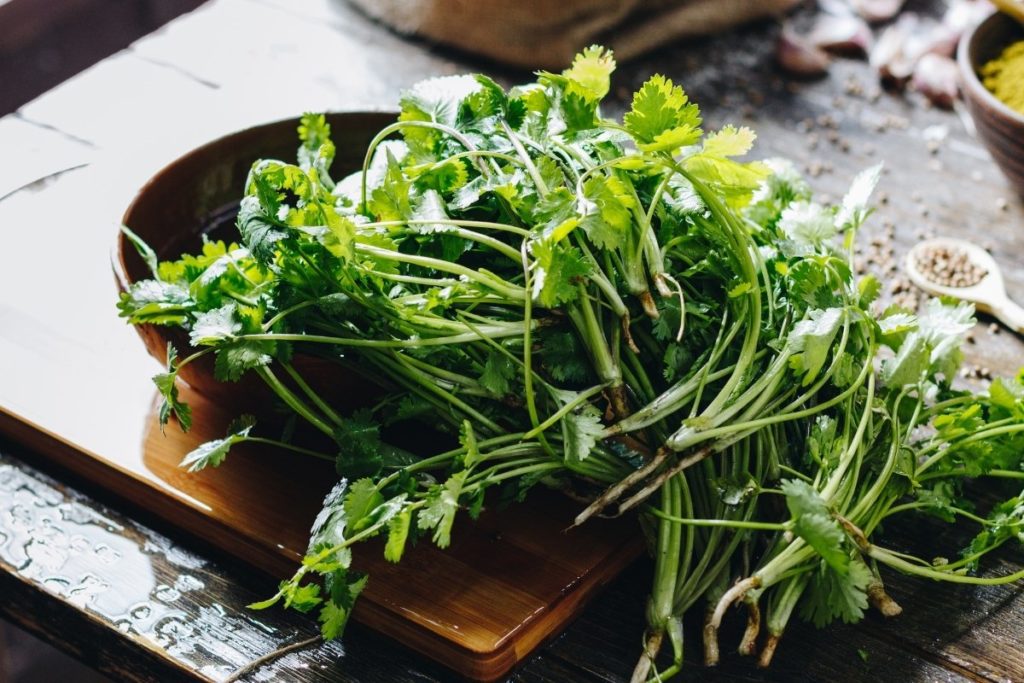 Do You Know How To Cut Cilantro? Learn With Our Stepbystep Guide