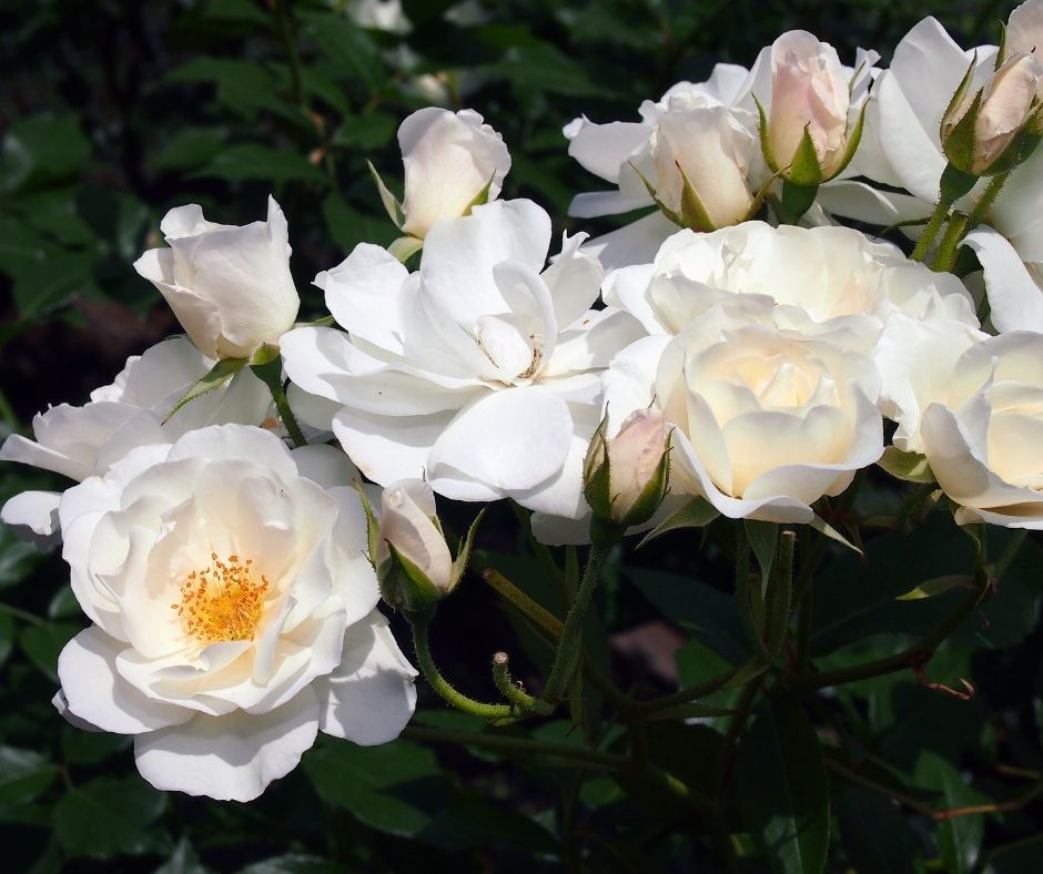 How Fast Do Iceberg Roses Grow